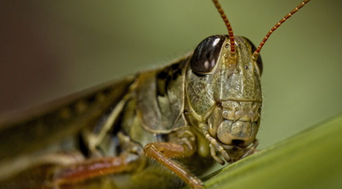 Grasshopper Macro Images