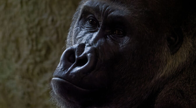 Close Up With Primates