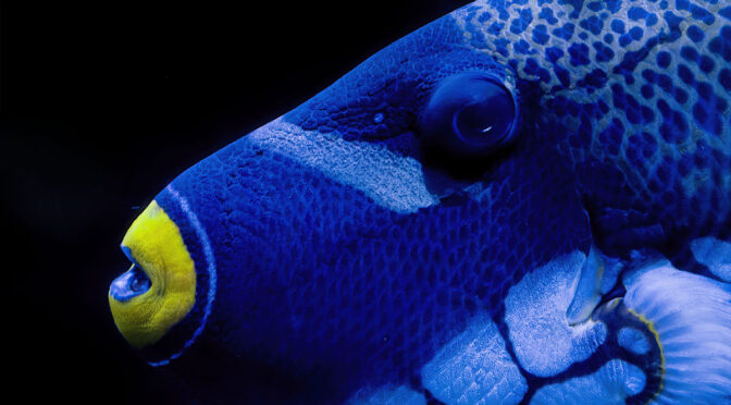 Photographing Aquarium Fish