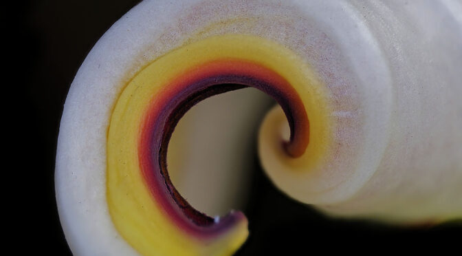 Handheld Focus Stacked Macro