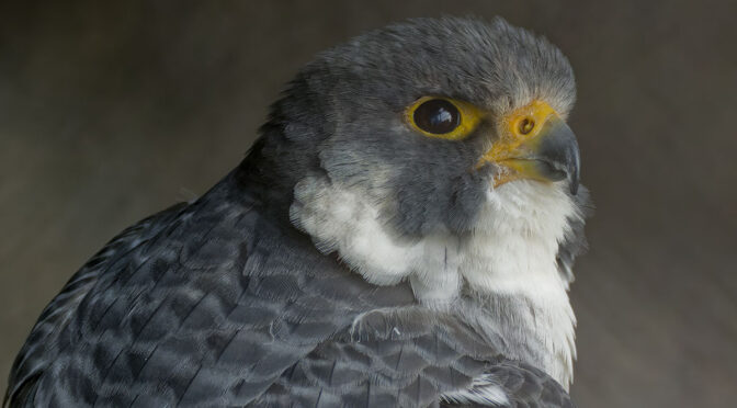 Raptors at Mountsberg Raptor Centre