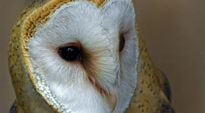 Handheld Bird Photography eBook